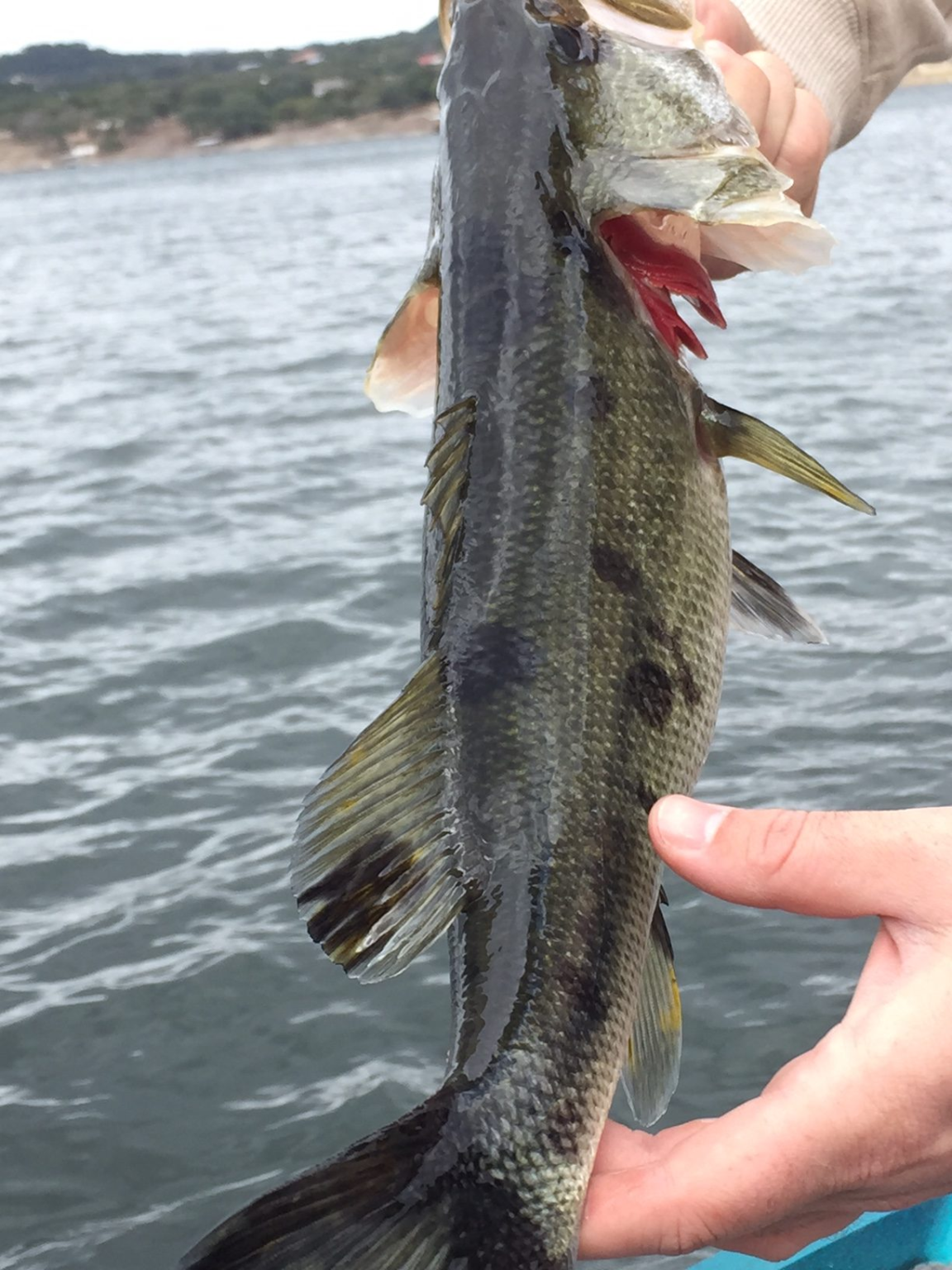 Blotchy largemouth bass