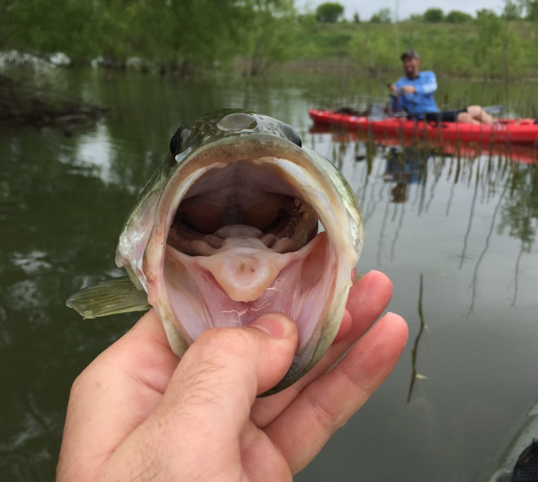 Largemouth bass pharyngeal teeth