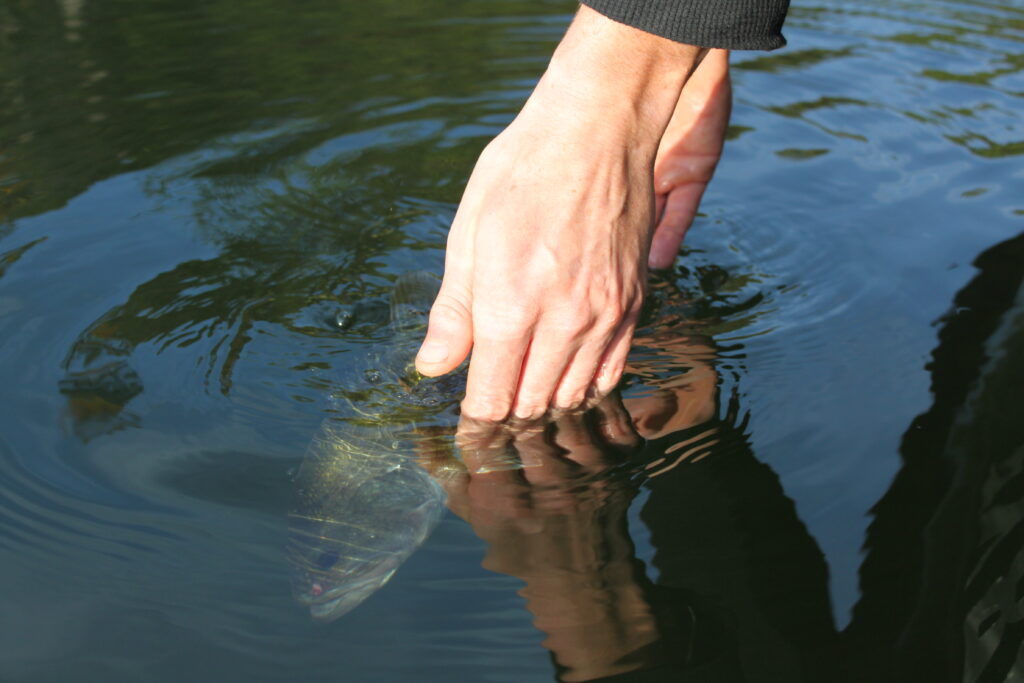 An angler's hand at the surface beside a submerged largemouth bass