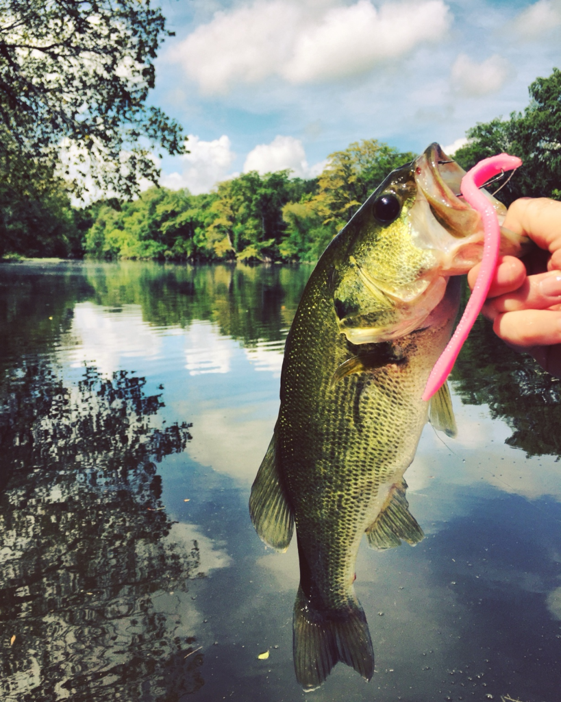 Largemouth bass held beside the water with a bright pink soft-plastic worm visible