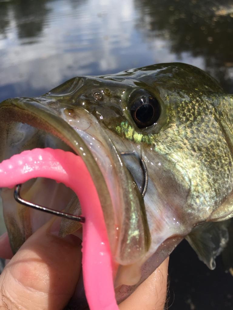 Close-up of a largemouth bass mouth with a bright pink soft-plastic worm on the hook