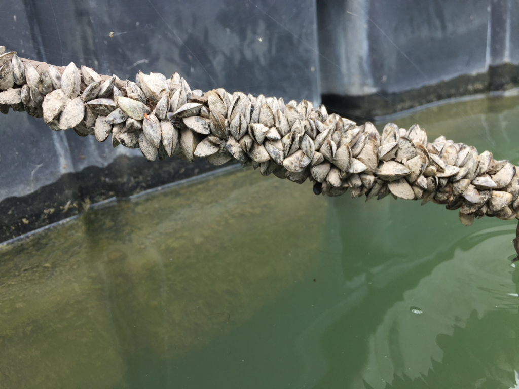 Dense cluster of zebra mussels attached to submerged structure above green water