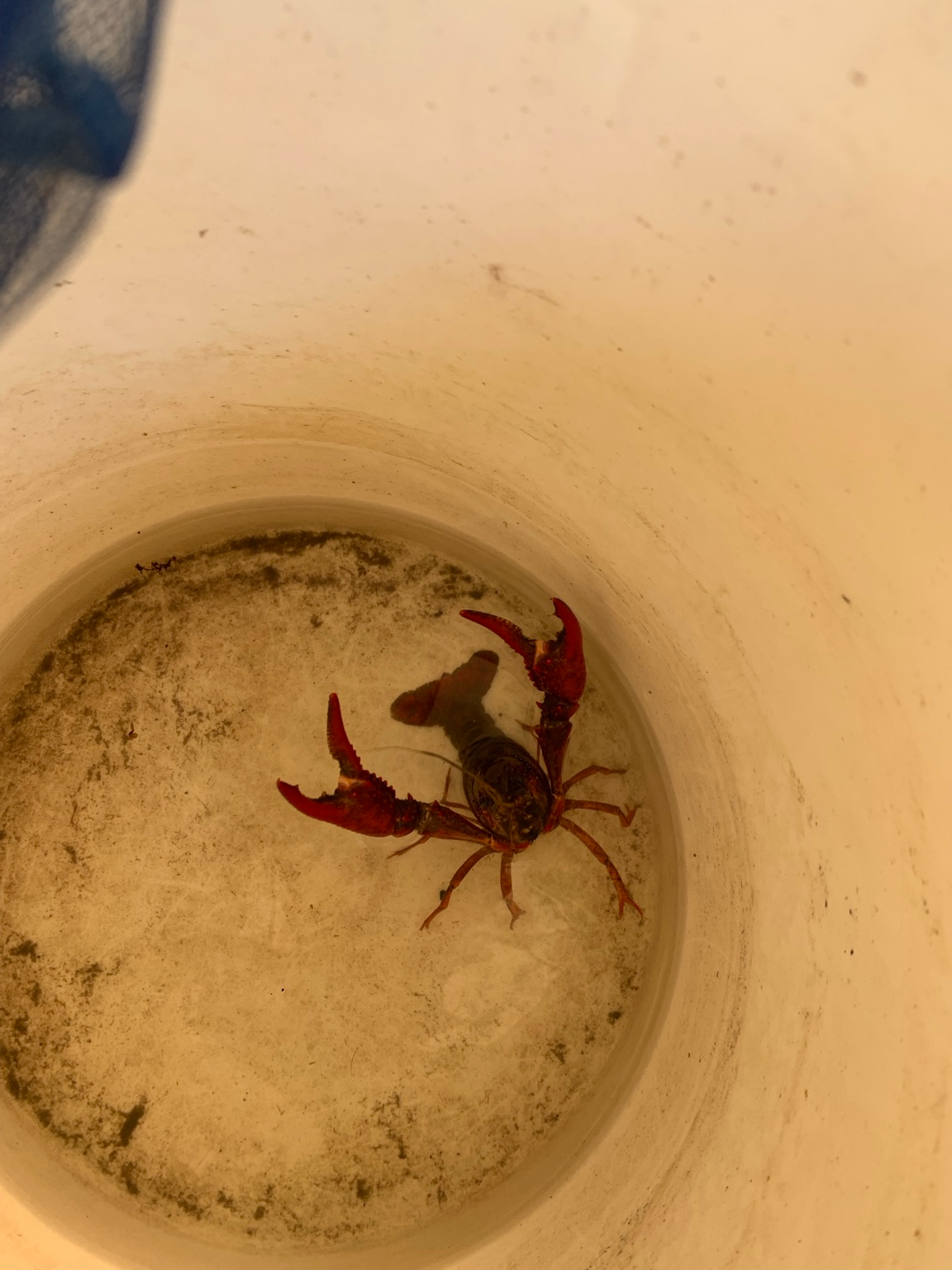 Crayfish in a bucket, photographed as a natural prey item for largemouth bass
