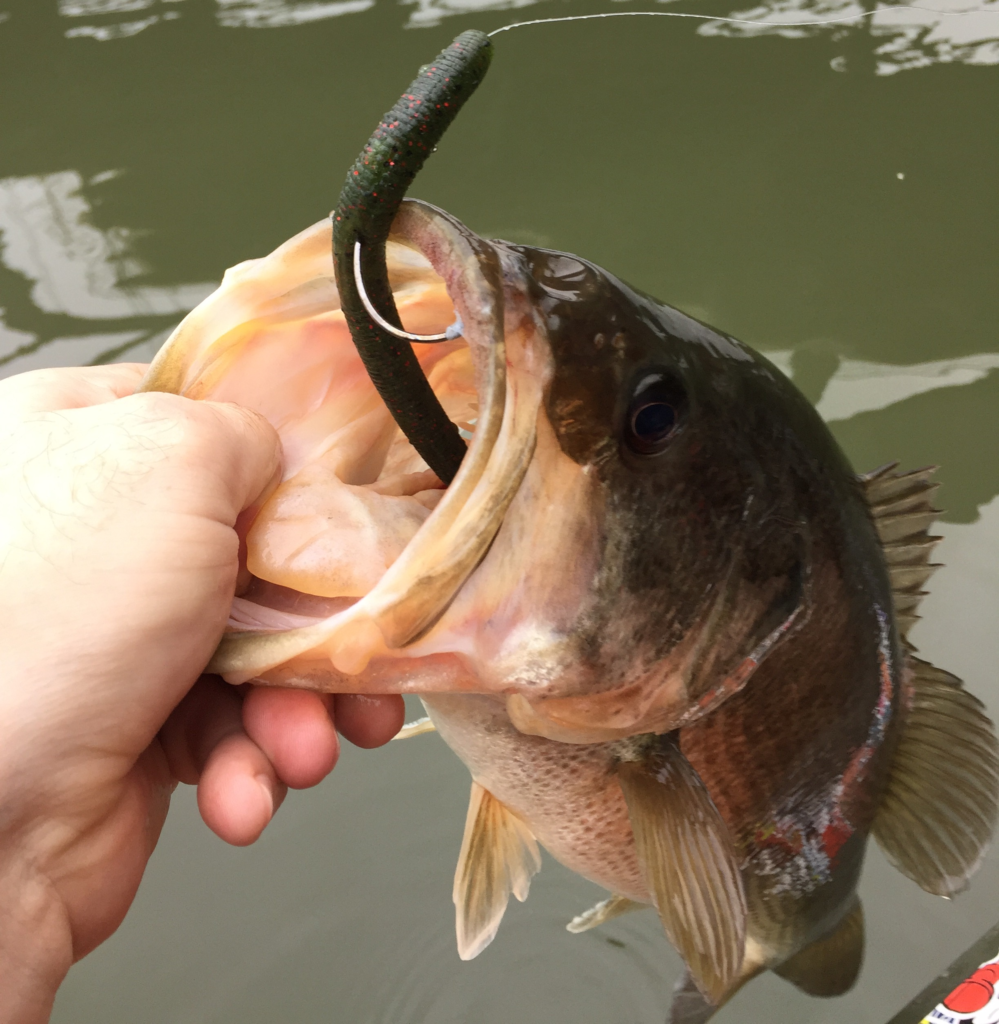Largemouth bass caught on a dark stick worm