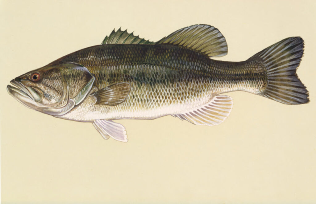 Largemouth bass external anatomy reference based on a public-domain Duane Raver illustration